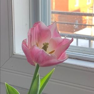 Meet your Posher, Alexandra